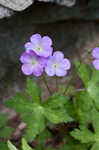 Wild geranium